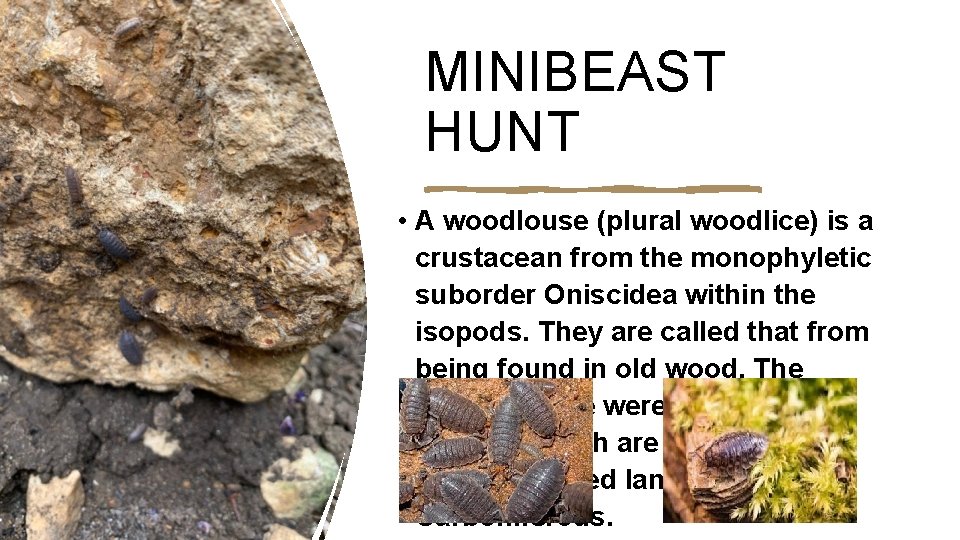 MINIBEAST HUNT • A woodlouse (plural woodlice) is a crustacean from the monophyletic suborder