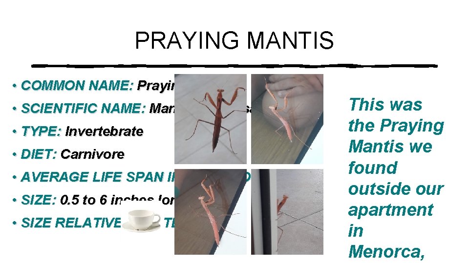 PRAYING MANTIS • COMMON NAME: Praying Mantis • SCIENTIFIC NAME: Mantis Religiosa • TYPE: