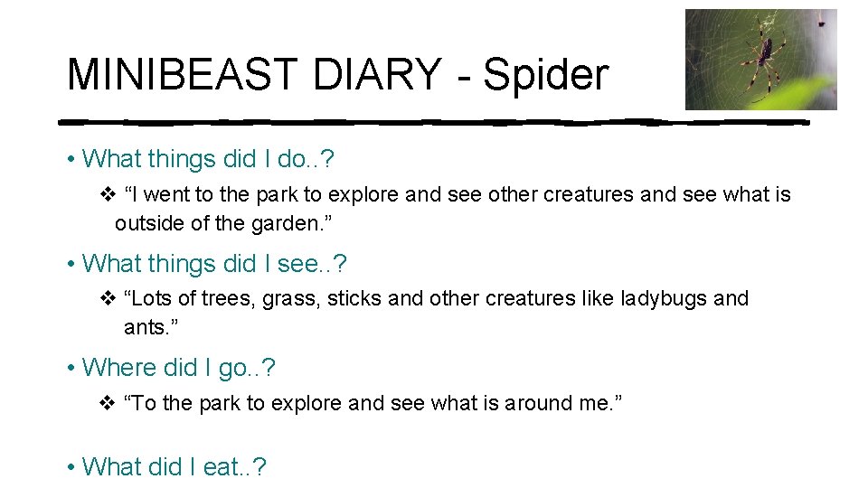 MINIBEAST DIARY - Spider • What things did I do. . ? v “I