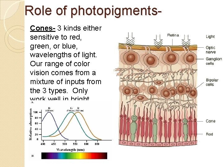 Role of photopigments. Cones- 3 kinds either sensitive to red, green, or blue, wavelengths