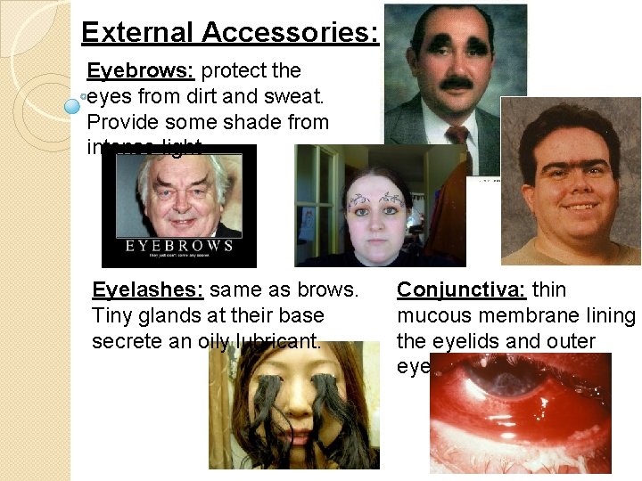 External Accessories: Eyebrows: protect the eyes from dirt and sweat. Provide some shade from