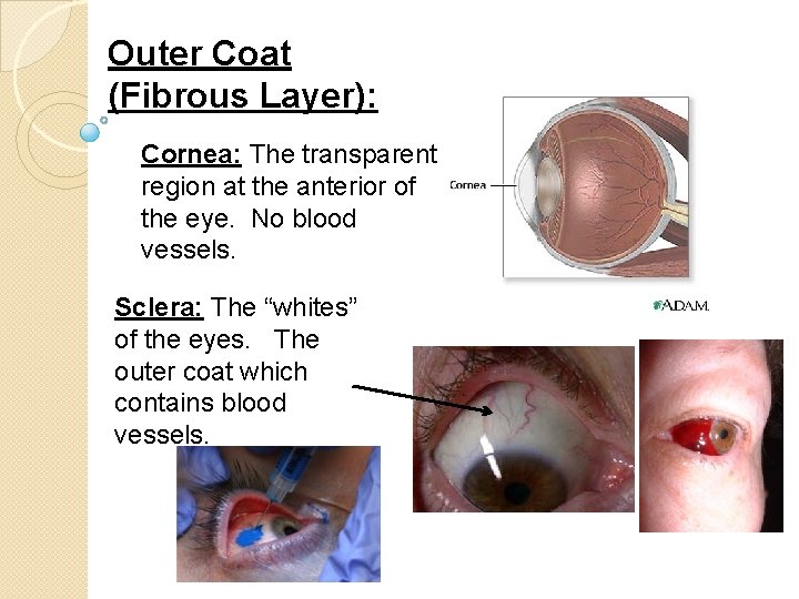 Outer Coat (Fibrous Layer): Cornea: The transparent region at the anterior of the eye.