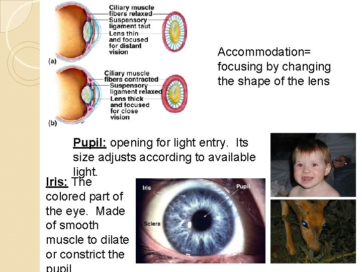 Accommodation= focusing by changing the shape of the lens Pupil: opening for light entry.