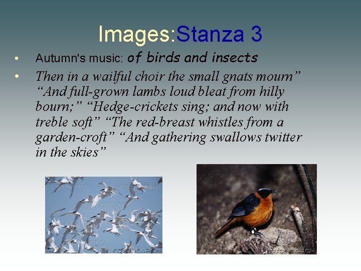Images: Stanza 3 • Autumn's music: of birds and insects • Then in a