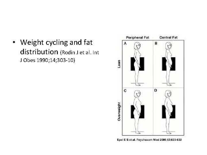  • Weight cycling and fat distribution (Rodin J et al. Int J Obes