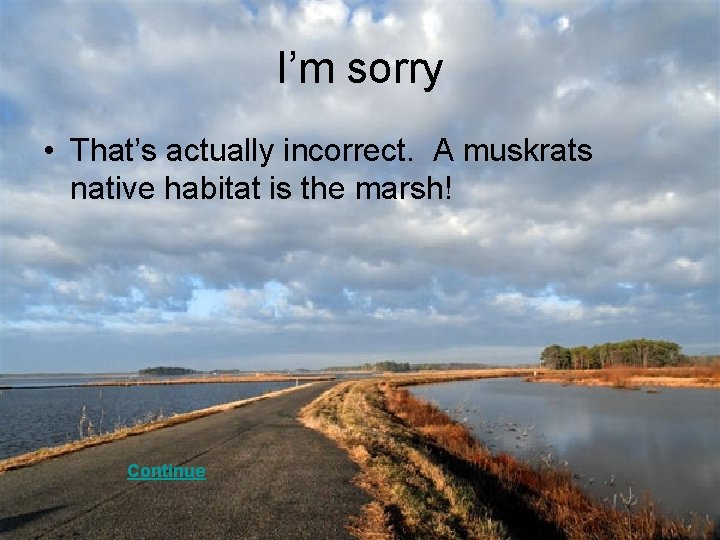 I’m sorry • That’s actually incorrect. A muskrats native habitat is the marsh! Continue