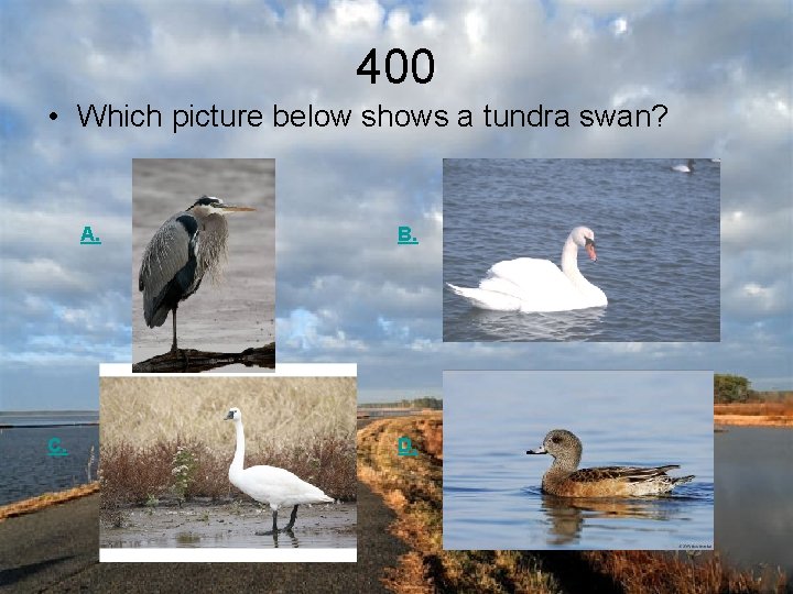 400 • Which picture below shows a tundra swan? A. C. B. D. 