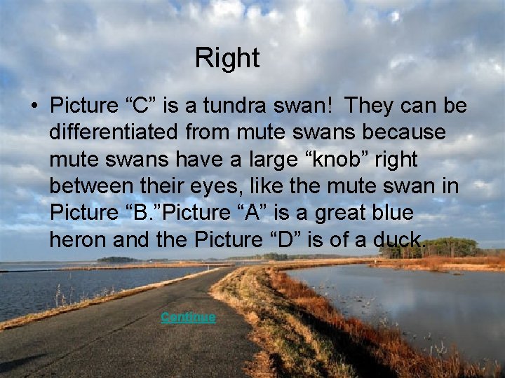 Right • Picture “C” is a tundra swan! They can be differentiated from mute