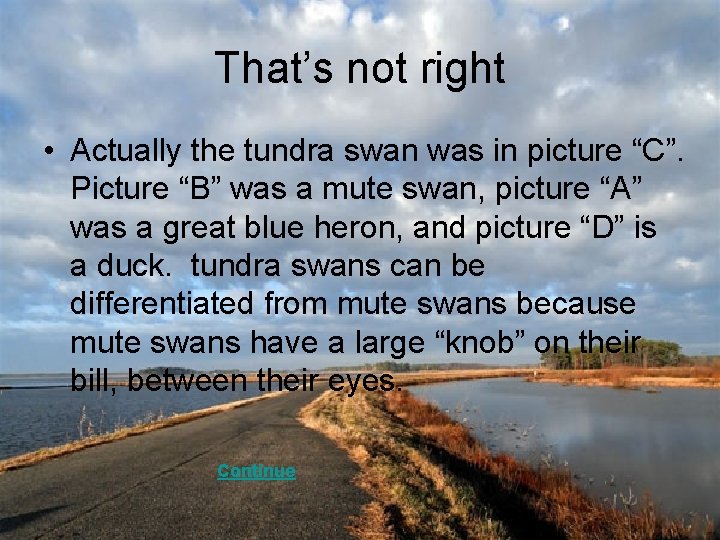 That’s not right • Actually the tundra swan was in picture “C”. Picture “B”