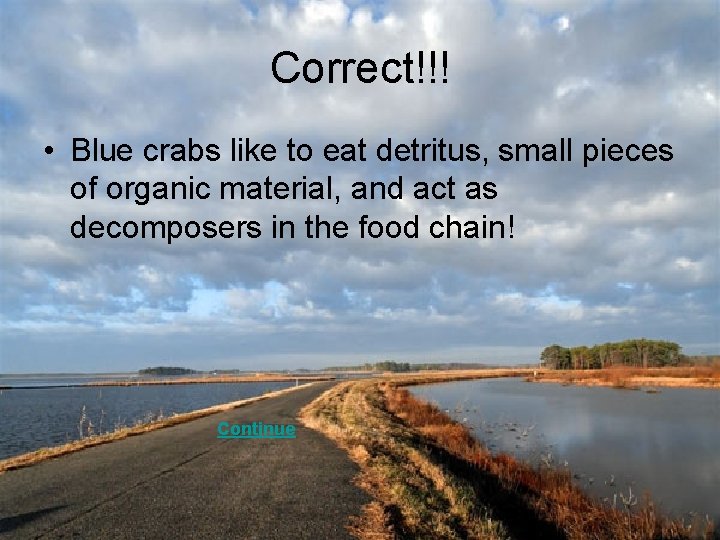 Correct!!! • Blue crabs like to eat detritus, small pieces of organic material, and