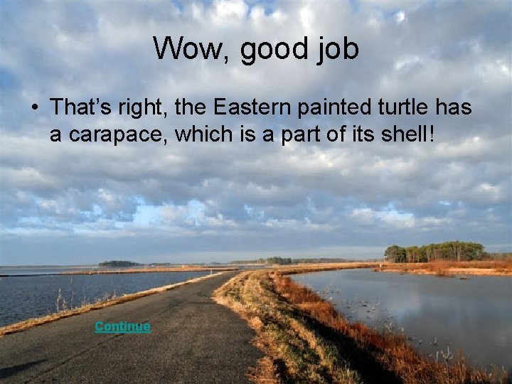 Wow, good job • That’s right, the Eastern painted turtle has a carapace, which