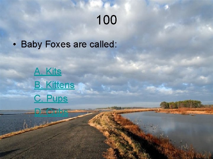 100 • Baby Foxes are called: A. Kits B. Kittens C. Pups D. Cubs