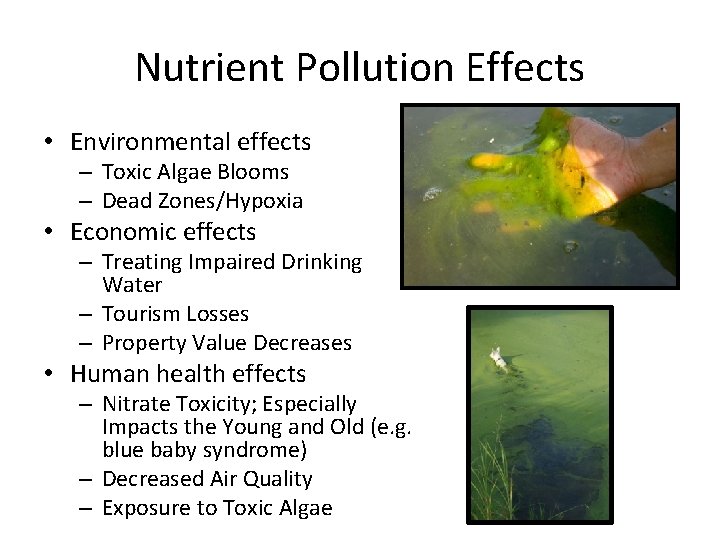 Nutrient Pollution Effects • Environmental effects – Toxic Algae Blooms – Dead Zones/Hypoxia •