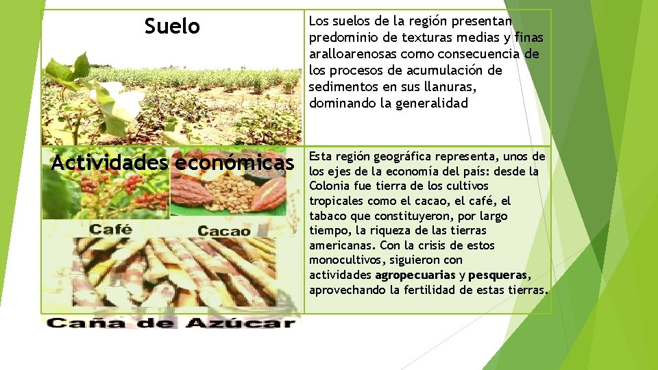 Suelo Los suelos de la región presentan predominio de texturas medias y finas aralloarenosas