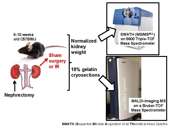 8 -10 weeks old C 57 Bl 6/J Sham surgery or IR Normalized kidney