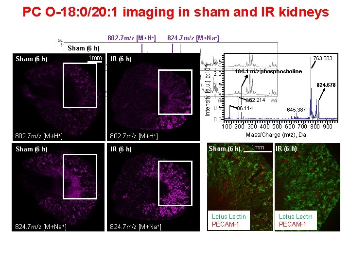 PC O-18: 0/20: 1 imaging in sham and IR kidneys 802. 7 m/z [M+H+]