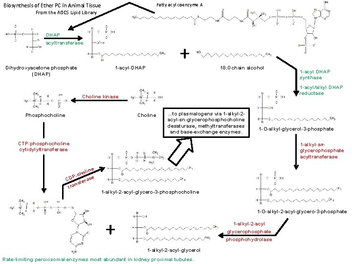 Biosynthesis of Ether PC in Animal Tissue Fatty acyl coenzyme A From the AOCS