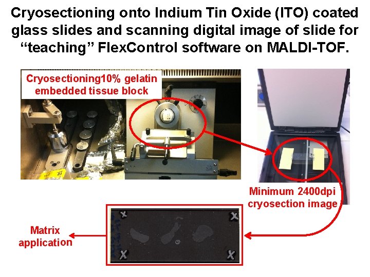 Cryosectioning onto Indium Tin Oxide (ITO) coated glass slides and scanning digital image of