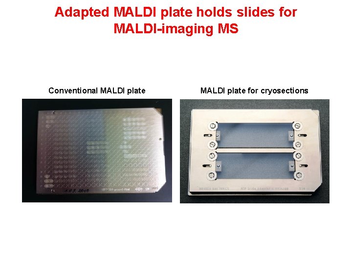 Adapted MALDI plate holds slides for MALDI-imaging MS Conventional MALDI plate for cryosections 