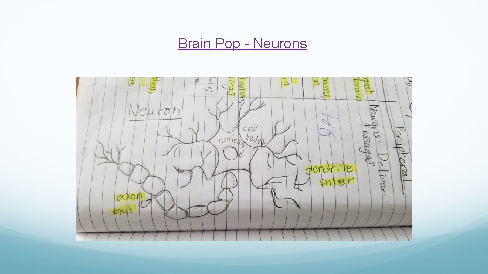Brain Pop - Neurons 