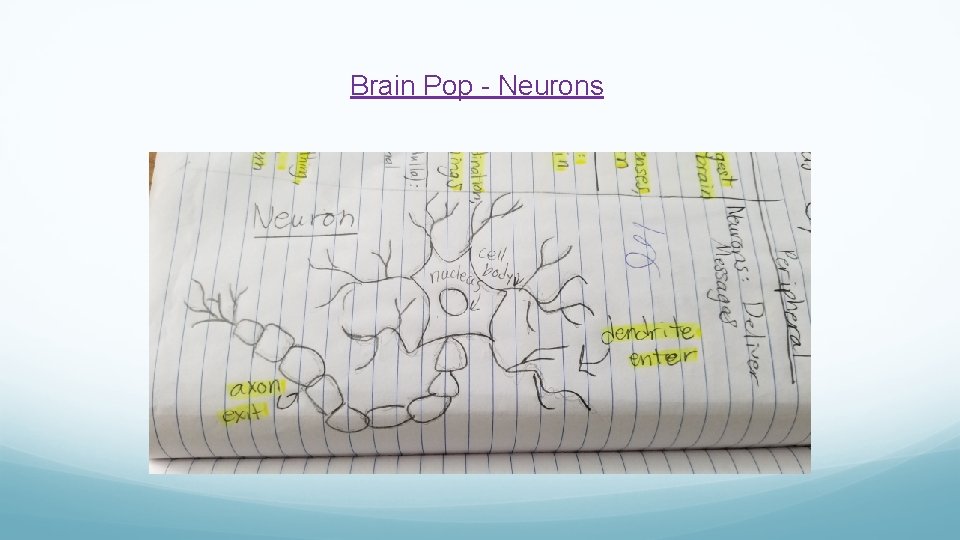 Brain Pop - Neurons Brain Pop - Neurons