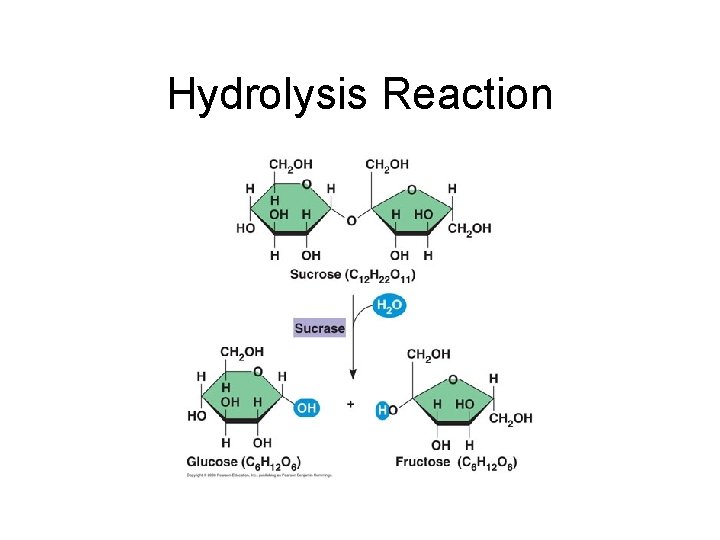 Hydrolysis Reaction 