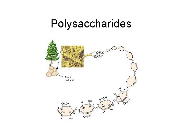 Polysaccharides 