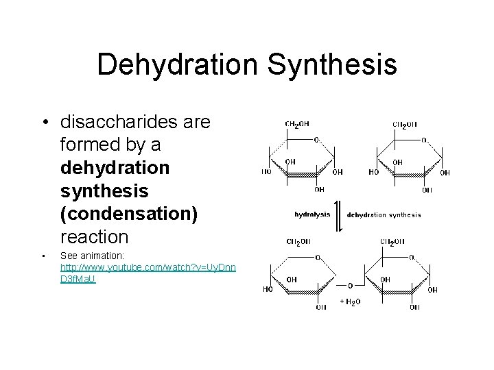 Dehydration Synthesis • disaccharides are formed by a dehydration synthesis (condensation) reaction • See