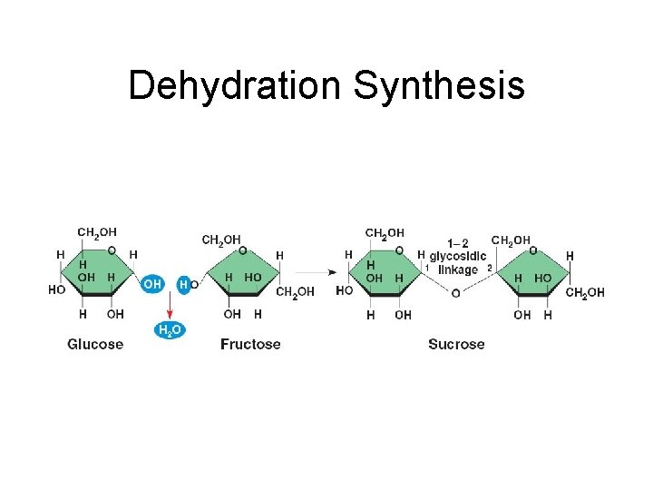 Dehydration Synthesis 