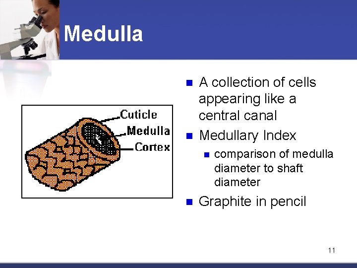 Medulla n n A collection of cells appearing like a central canal Medullary Index