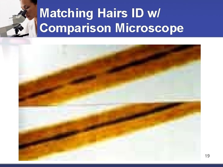 Matching Hairs ID w/ Comparison Microscope 19 