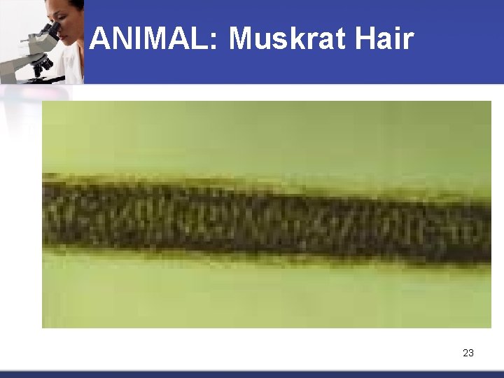 ANIMAL: Muskrat Hair 23 