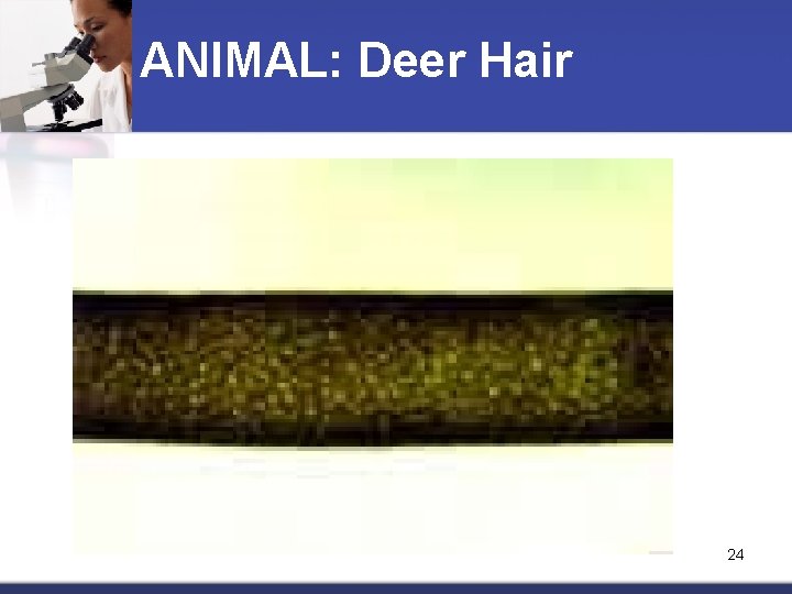 ANIMAL: Deer Hair 24 