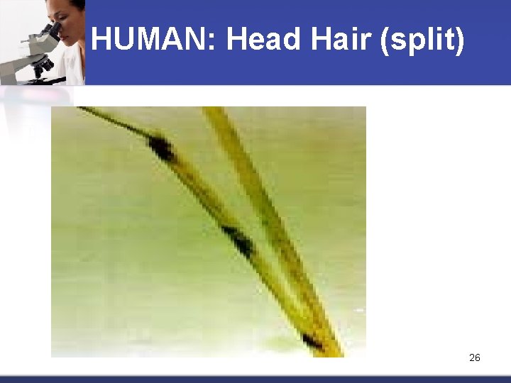 HUMAN: Head Hair (split) 26 