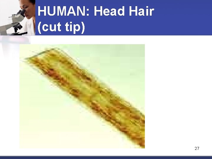 HUMAN: Head Hair (cut tip) 27 