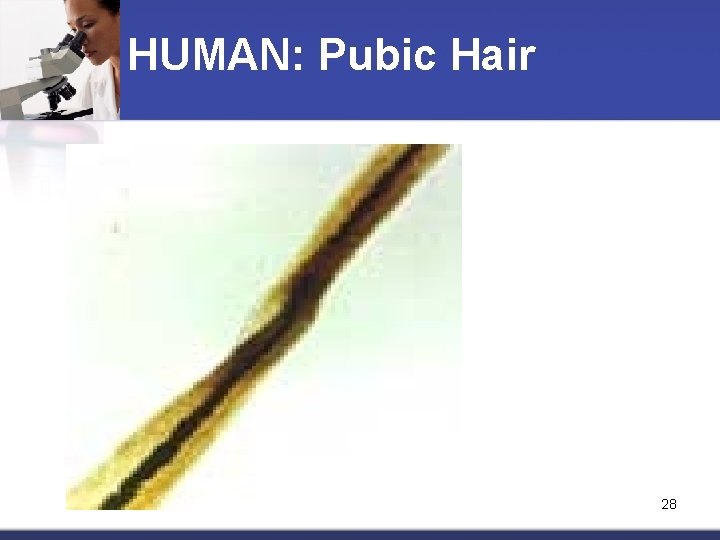 HUMAN: Pubic Hair 28 