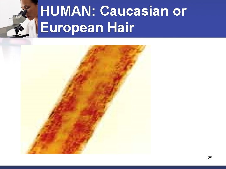 HUMAN: Caucasian or European Hair 29 