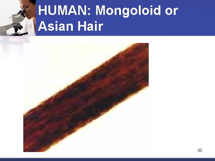 HUMAN: Mongoloid or Asian Hair 30 