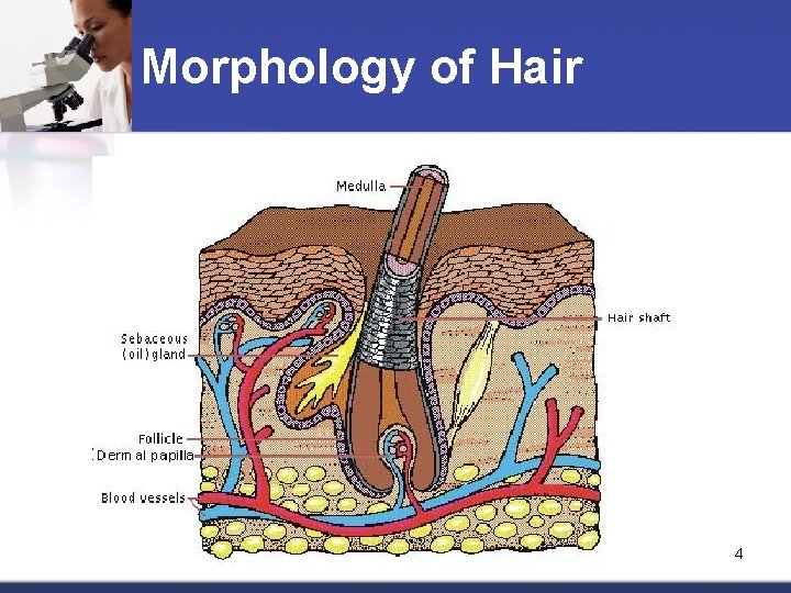 Morphology of Hair 4 