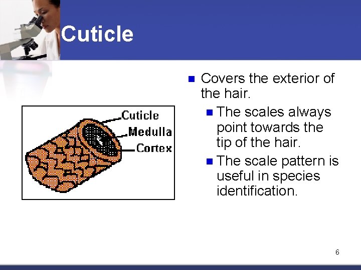 Cuticle n Covers the exterior of the hair. n The scales always point towards