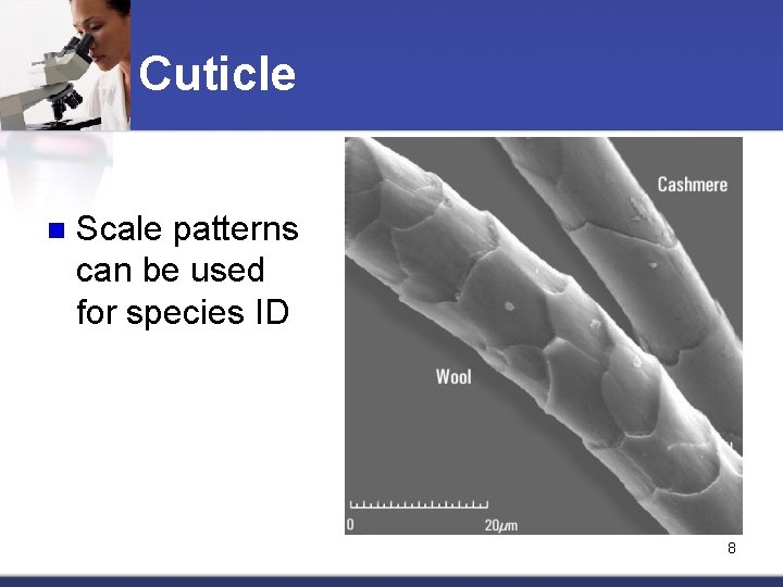 Cuticle n Scale patterns can be used for species ID 8 