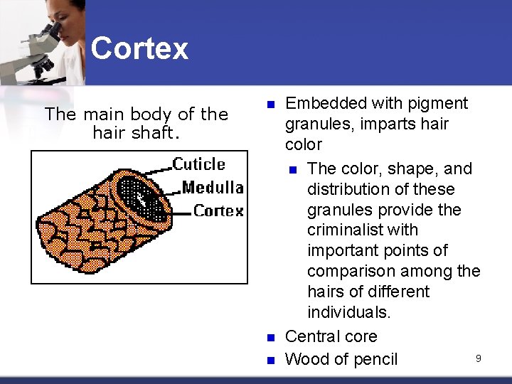 Cortex The main body of the hair shaft. n n n Embedded with pigment