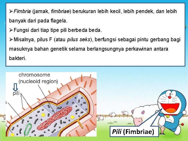 ØFimbria (jamak, fimbriae) berukuran lebih kecil, lebih pendek, dan lebih banyak dari pada flagela.