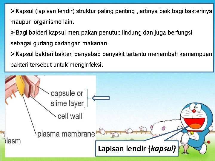 ØKapsul (lapisan lendir) struktur paling penting , artinya baik bagi bakterinya maupun organisme lain.