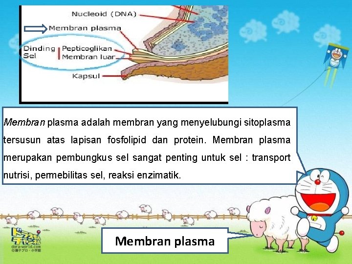 Membran plasma adalah membran yang menyelubungi sitoplasma tersusun atas lapisan fosfolipid dan protein. Membran