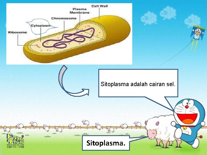 Sitoplasma adalah cairan sel. Sitoplasma. 