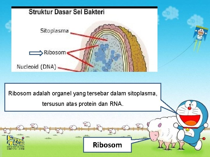 Ribosom adalah organel yang tersebar dalam sitoplasma, tersusun atas protein dan RNA. Ribosom 