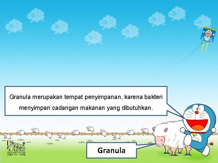 Granula merupakan tempat penyimpanan, karena bakteri menyimpan cadangan makanan yang dibutuhkan. Granula 