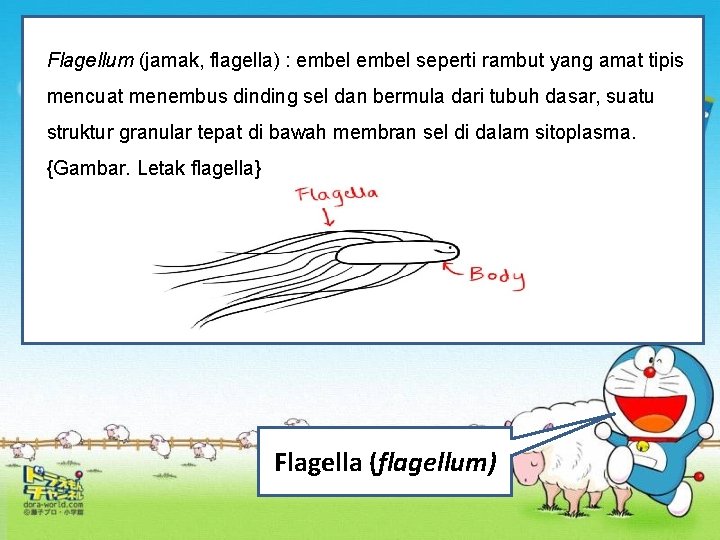 Flagellum (jamak, flagella) : embel seperti rambut yang amat tipis mencuat menembus dinding sel