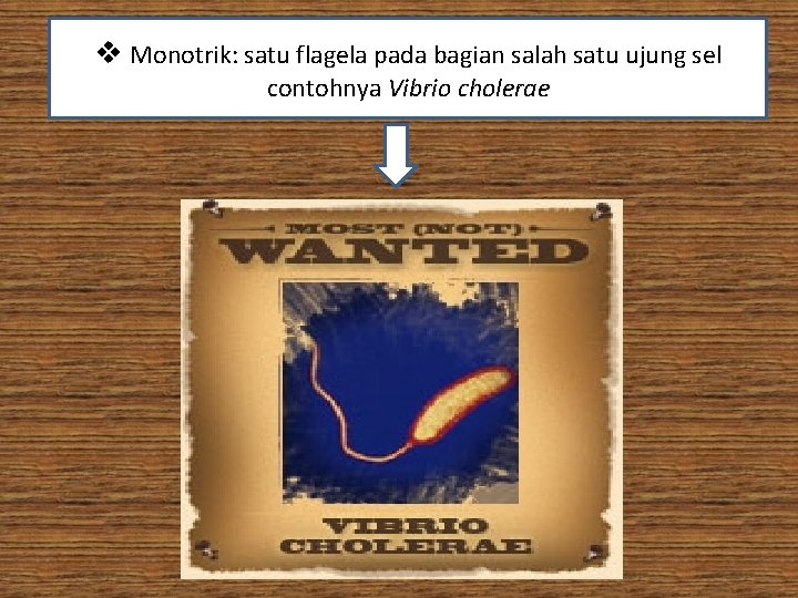 v Monotrik: satu flagela pada bagian salah satu ujung sel contohnya Vibrio cholerae 